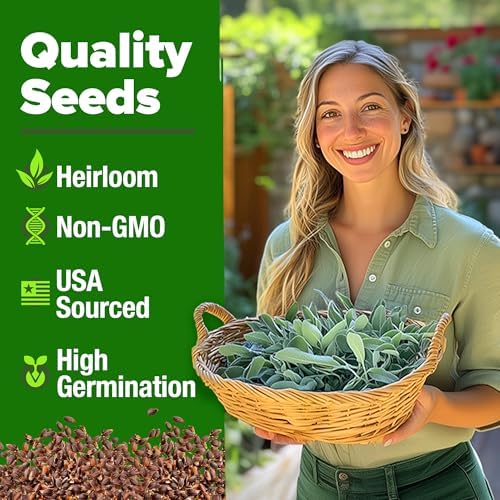 HOME GROWN White Sage Seeds, 323 Seeds, Salvia apiana - Image 2