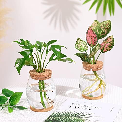 Plant Propagation Station,2 Pcs Glass Vases with Wooden Stand & Lid - Image 4