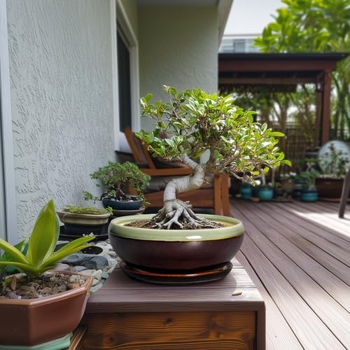 SQOWL Succulent Planters 10 Inch, Ceramic Bonsai Pots, Green-Brown - Image 4