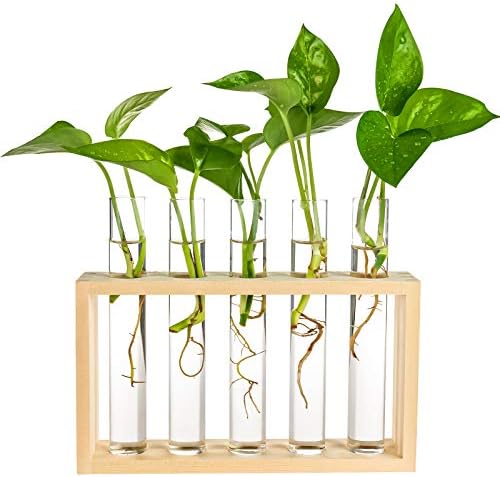 Wooden Propagation Station with 5 Glass Test Tubes, Tabletop Glass Terrarium Holder for Plant Cuttings Hydroponics, Home Office Desk Decor Gift for Women Mom Plant Lovers, Beige by PACDONA