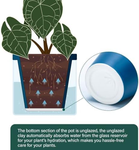 D'vine Dev Self-Watering Blue Terracotta Planter, 6 in, 2-Pack, 37-Y-B-4 - Image 5
