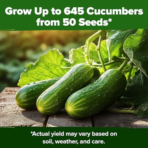 HOME GROWN Persian Cucumber Seeds, 50+ Seeds, Cucumis sativus - Image 6