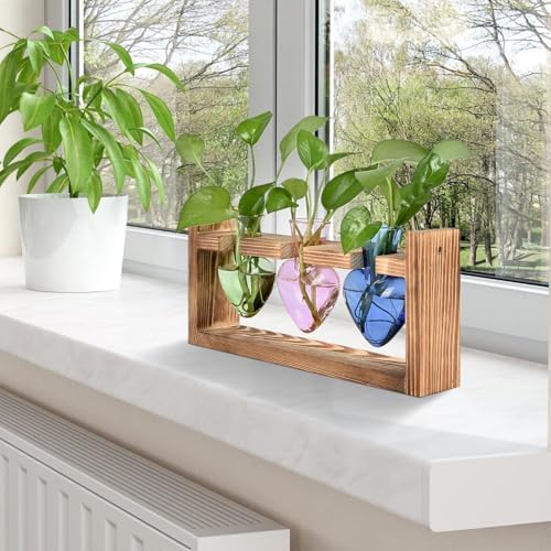 Plant Terrarium Propagation Stations Hydroponics - Image 6