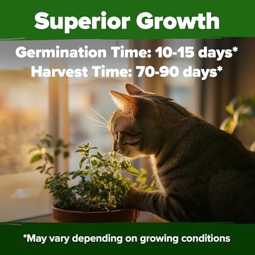 HOME GROWN Catnip Seeds, 2,116 Seeds, Nepeta cataria - Image 5