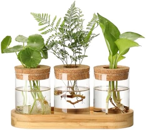 Plant Propagation Stations,3 Pcs Glass Vases with Wooden Stand &Lid by ONEPENG