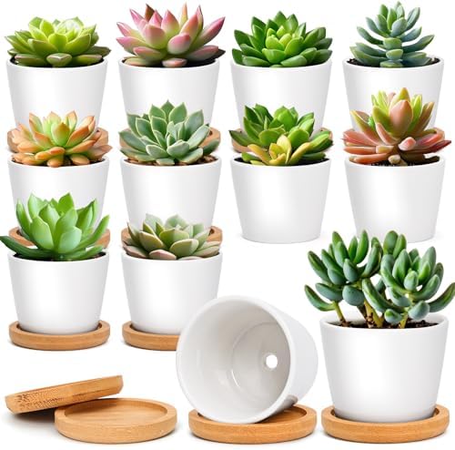 T4U Small Succulent Pots 12 Pack, Mini Flower Planters with Drainage White by T4U