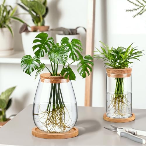 Honeydak 12 Pcs Plants Propagation Stations Desktop Glass Propagation Vases - Image 4