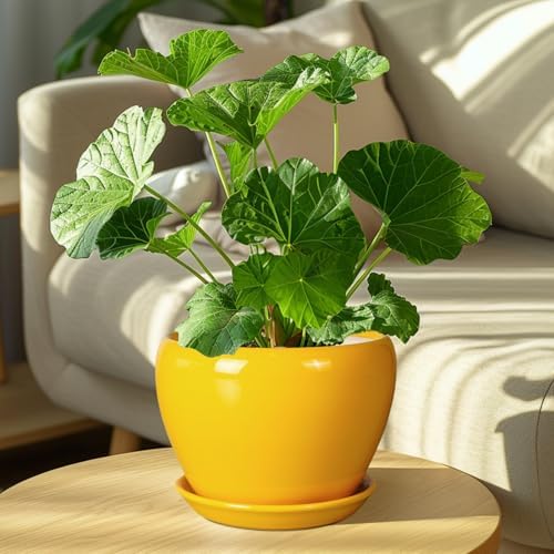 Ceramicfor 8 Inch Plant Pot - Glaze Modern Round Ceramic Planter for Indoor Outdoor Plants with Drainage Hole and Saucer for Home Patio Room Office Decor, Yellow - Image 7