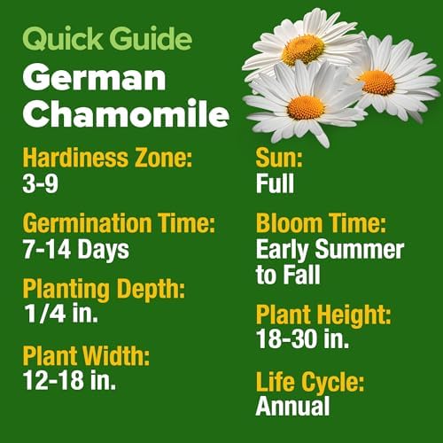 HOME GROWN German Chamomile Seeds, 2,280 Seeds, Matricaria chamomilla - Image 5