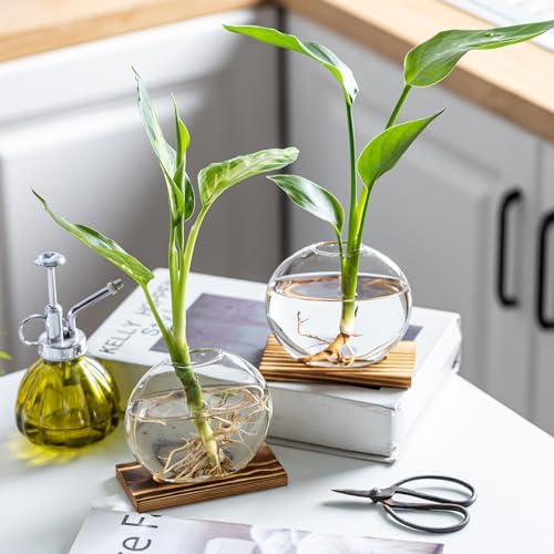 Glass Planter Propagation Station with Wooden Base - Clear Oblate Hydroponic Vase, Decorative Desktop Flower Vase for Home, Office, Windowsill - Gift for Plant Lovers (2) - Image 5