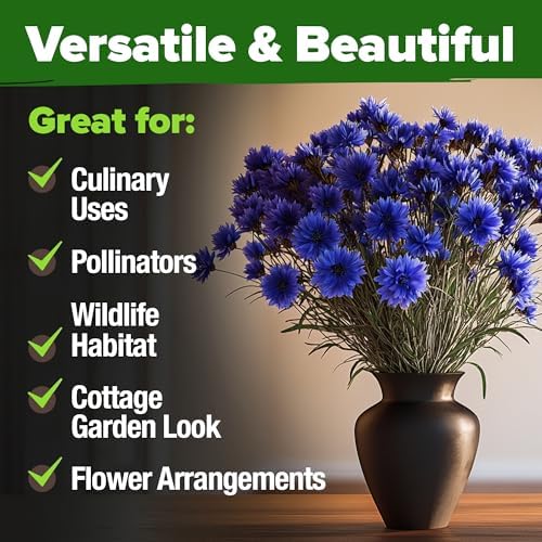 HOME GROWN Bachelor Button Seeds, Tall Blue, 6,000 Seeds, Centaurea cyanus - Image 7