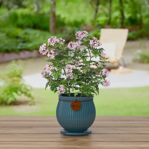 4.4 Inch Green Ceramic Planter with Drainage Hole and Saucer - Image 6