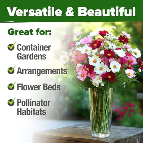 HOME GROWN Cosmos Flower Mix Seeds, 8,000+ Seeds, 1.8 oz - Image 4
