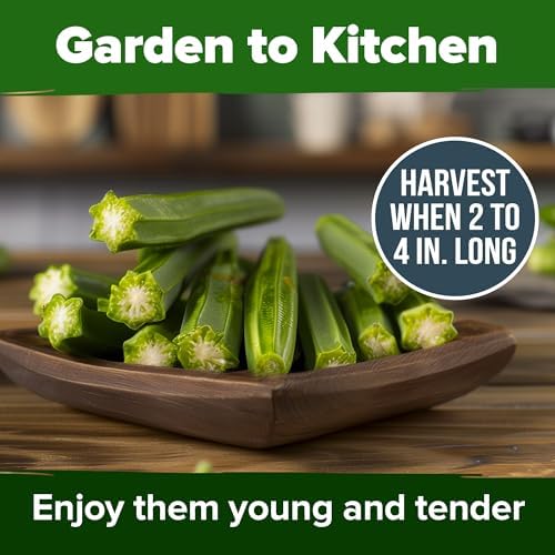 HOME GROWN Clemson Spineless Okra Seeds, 101+ Seeds, Abelmoschus esculentus - Image 4