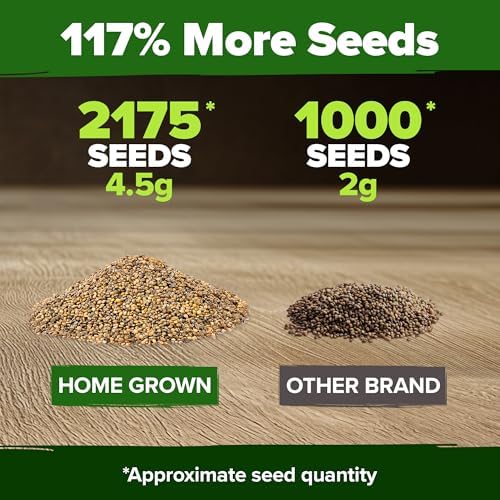 HOME GROWN Arugula Roquette Seeds, 2,175+ Seeds, Eruca vesicaria - Image 3