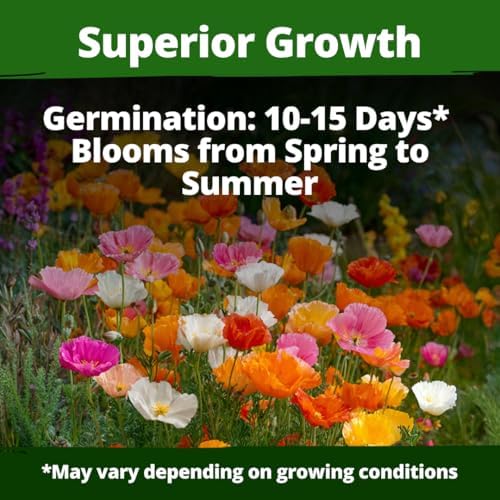 HOME GROWN Poppy 2,200 Seeds, Mission Bells, Eschscholzia californica - Image 2