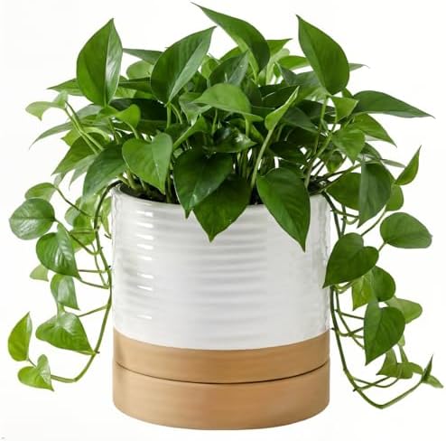 HASENSE 6 Inch Indoor Plant Pot, Ceramic Flower Planter with Drainage Hole and Saucer, Modern Pots for Plant with Two-Tone Design, Perfect for Wedding Birthday Gift, White-Brown by Hasense