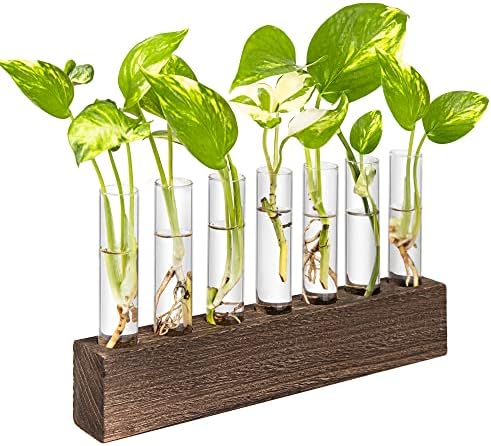 KAXYEW Desktop Glass Plant Propagation Station Test Tube Plant Terrarium in Wooden Stand for Hydroponic Plants Cutting Office Home Decoration by KKAXYEW