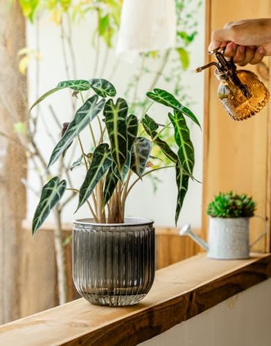 Melphoe Self Watering Pots for Indoor Plants Planter, 5.3 Inch 2 Pack Planters Self Watering Plant Pots for Flower, Houseplants, Succulent, African Violets and Cactus with Drainage - Image 5