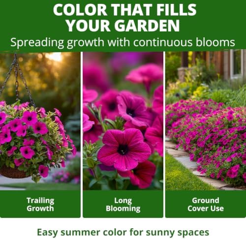 HOME GROWN Wild Petunia 3000 Flower Seeds Petunia violacea - Image 2