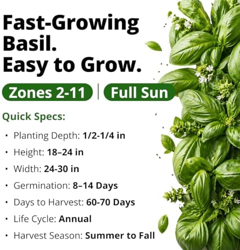 HOME GROWN Italian Large Leaf Basil Seeds, 1,424 Seeds, Ocimum basilicum - Image 4
