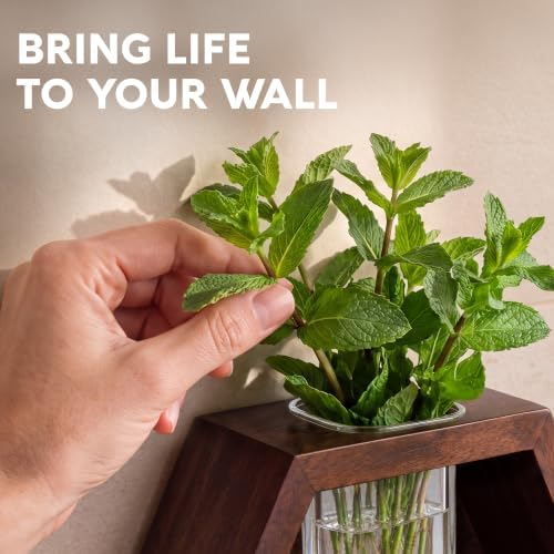 AVERGO Wall Plant Decor (2-Pack), Acacia Wood Indoor Wall Planter - Image 4