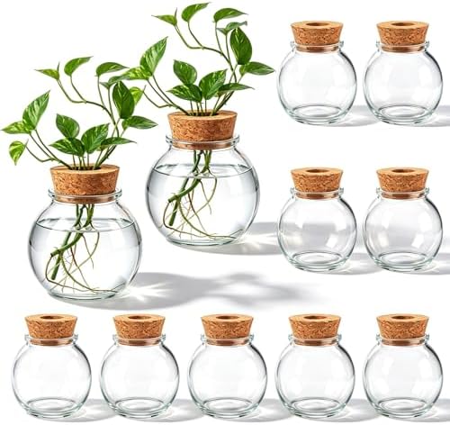 12 Pack Glass Plant Propagation Stations, Spherical by Acellegic