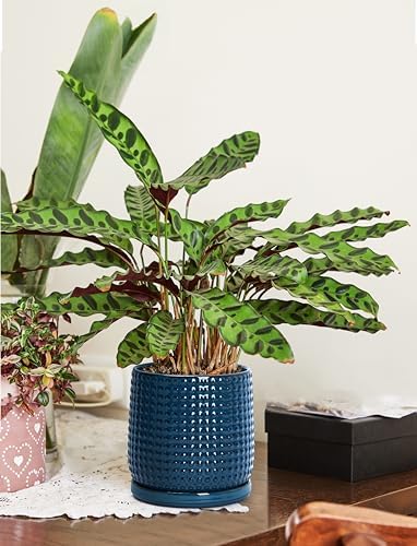 D'vine Dev Beaded Ceramic Pot with Saucer, 6 in, Midnight Blue, 27-C-X-3 - Image 5