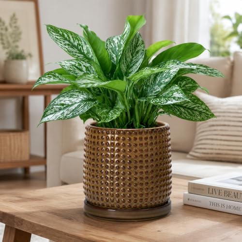 D'vine Dev Beaded Ceramic Pot with Saucer, 6 in, Olive Bronze, 27-C-X-N - Image 7