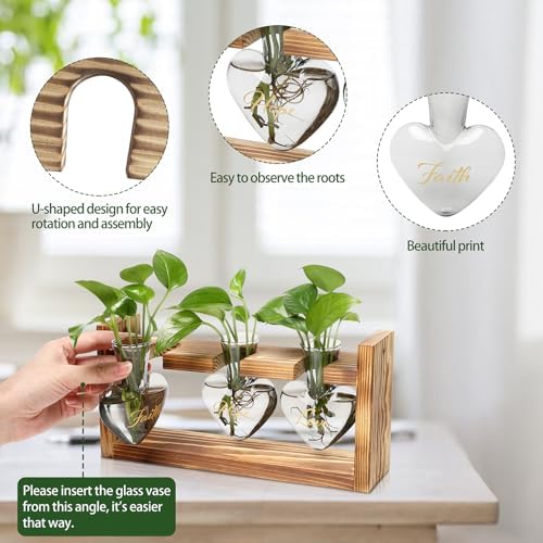 Plant Terrarium Propagation Stations Hydroponics - Image 2
