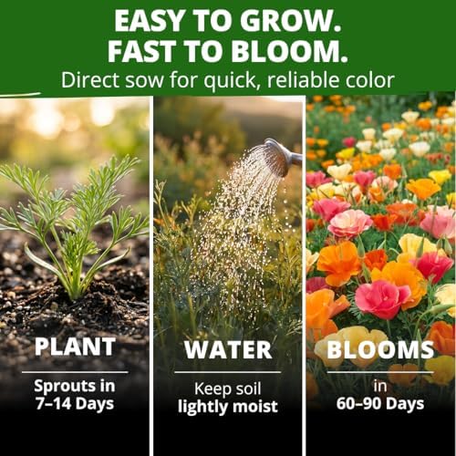HOME GROWN Mission Bells Poppy 6000 Flower Seeds Eschscholzia californica - Image 2