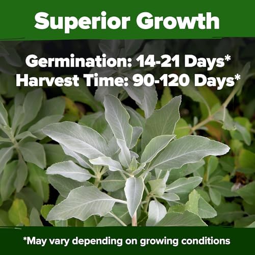 HOME GROWN White Sage Seeds, 323 Seeds, Salvia apiana - Image 5