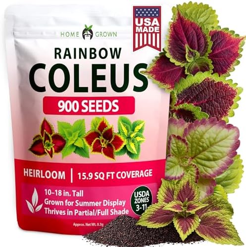 HOME GROWN Rainbow Coleus 900 Flower Seeds Plectranthus scutellarioides by HOMEGROWN
