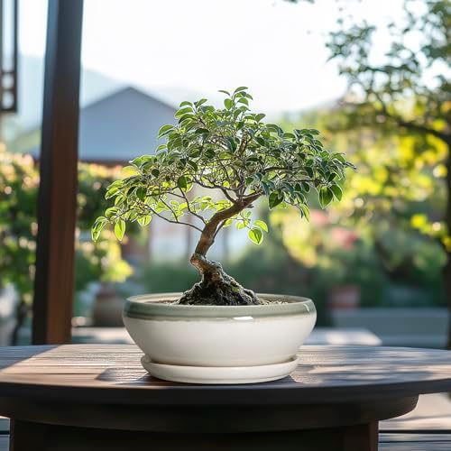 SQOWL Bonsai Tree Pots - 8 Inch Ceramic Succulent Pots with Drainage Hole and Saucer, Shallow Round Planter Indoor Outdoor, Ceramic Bonsai Pot, Planter Bowl, House Decor, Plant Lover Gift, Gray-Beige - Image 3