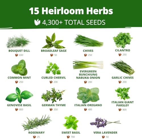 15 Culinary Herb Seeds - Heirloom & Non GMO - High Germination Rate - Seeds for Planting Indoor Hydroponic or Outdoor Herbs Garden | Gardening Gift Men Women Gardeners - Basil, Cilantro, Mint - Image 2