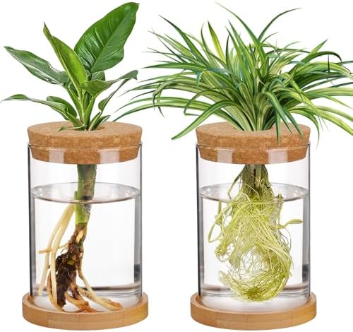 Biggun 2 Pcs Glass Plants Propagation Stations for Home Office Decor by Biggun