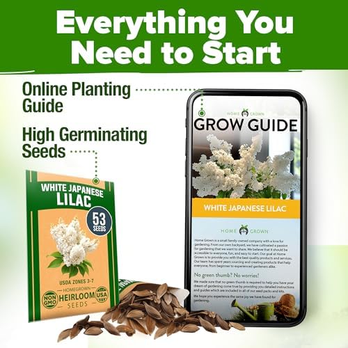 HOME GROWN White Lilac Seeds, 53 Seeds, Syringa reticulata - Image 7