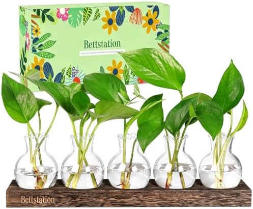 Plant Propagation Station, Plants Terrarium with Wooden Stand by BETTSTATION