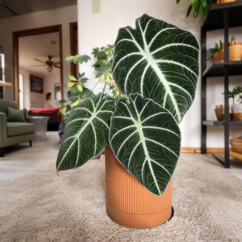 HERDUK Small Modern Terracotta Pots, 4.2 Inch Ribbed Textured Clay Planter Pots with Drainage Hole & Saucer, Garden Pots for Indoor Plants Succulent, Cacti & Fern, Set of 2 - Image 5