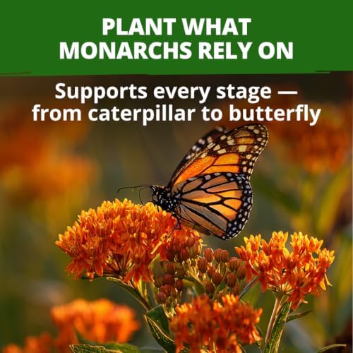 HOME GROWN Milkweed Butterfly Seeds – 108 (Asclepias Tuberosa) - Image 5
