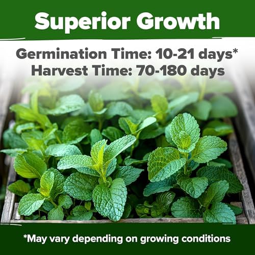 HOME GROWN Lemon Balm Seeds, 403 Seeds, Melissa officinalis - Image 2