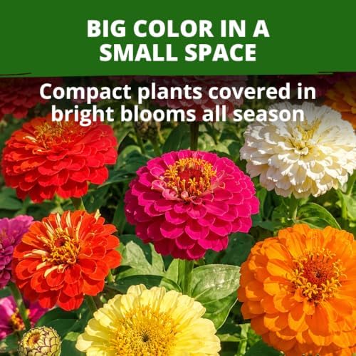 HOME GROWN Thumbelina Zinnia 3,000 Flower Seeds Zinnia elegans - Image 2