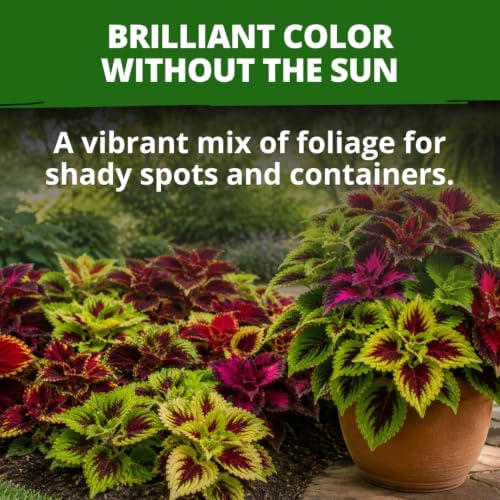 HOME GROWN Rainbow Mix Coleus 400 Flower Seeds Plectranthus scutellarioides - Image 4