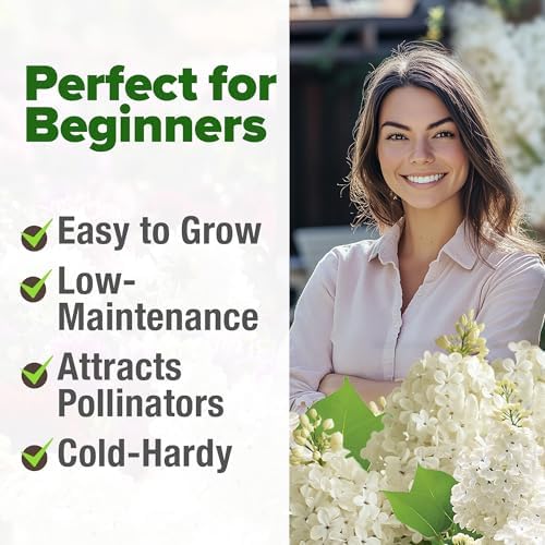 HOME GROWN White Lilac Seeds, 53 Seeds, Syringa reticulata - Image 4