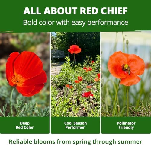 HOME GROWN Red Chief California Poppy Seeds, 2500 Eschscholzia californica - Image 5