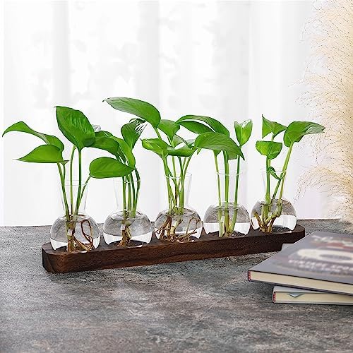 YIBOT Propagation Vases for Plants Terrarium with Wooden Tray,5 Glass Vases - Image 7