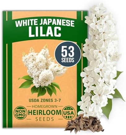 HOME GROWN White Lilac Seeds, 53 Seeds, Syringa reticulata by HOMEGROWN