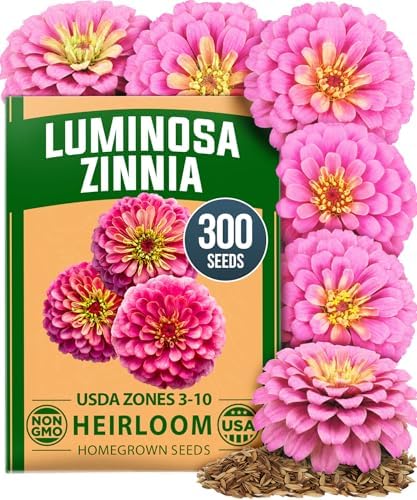HOME GROWN Zinnia Seeds, Luminosa Pink, 300 Seeds, Zinnia elegans by HOMEGROWN