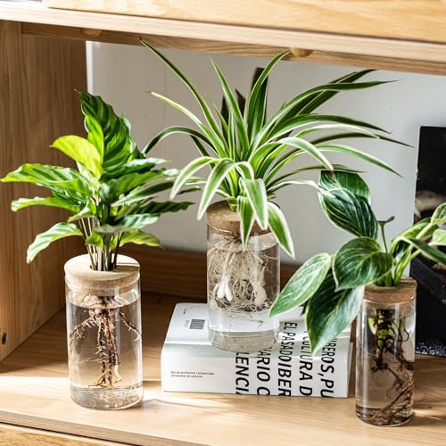 Propagation Vases for Plants, Set of 2(1 Large & 1 Small) Glass Plant Propagation Stations, Plant Propagation Jars for Home Office Windowsill Tabletop Decoration (2) - Image 3