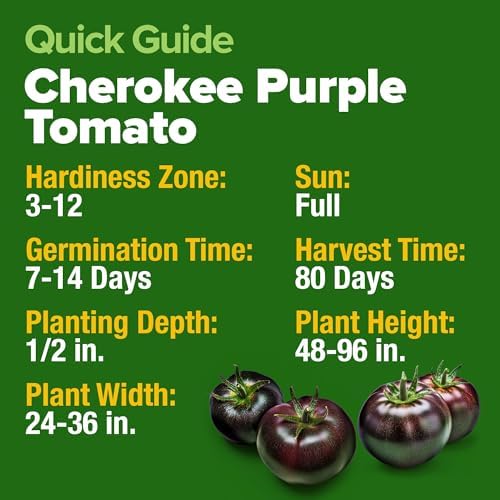HOME GROWN Cherokee Purple Tomato Seeds, 106+ Seeds, Solanum lycopersicum - Image 6